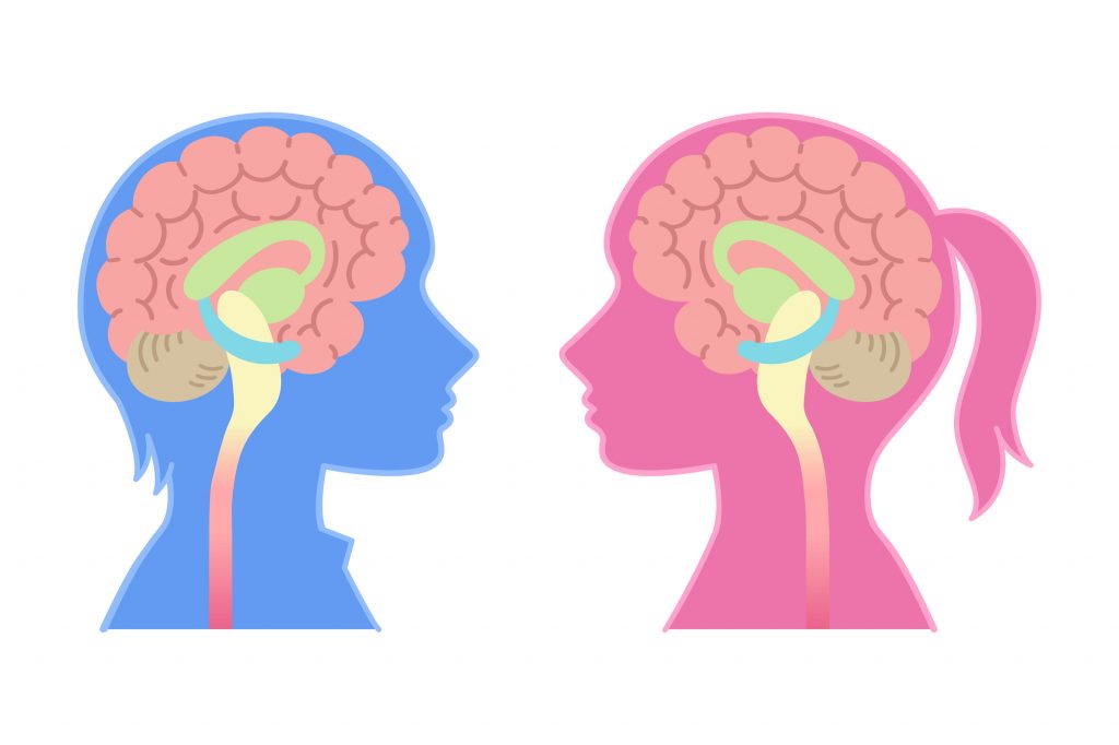 女性脳と男性脳