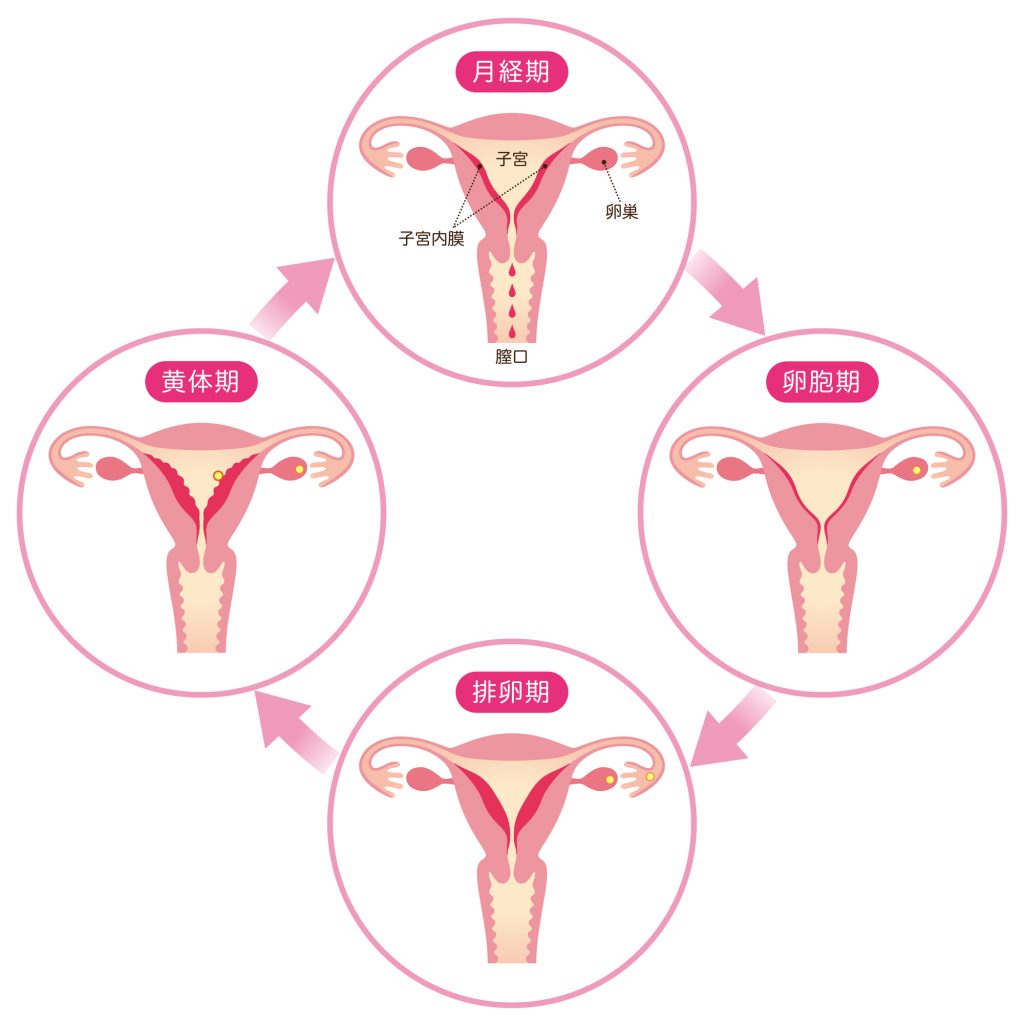 女性の月経周期