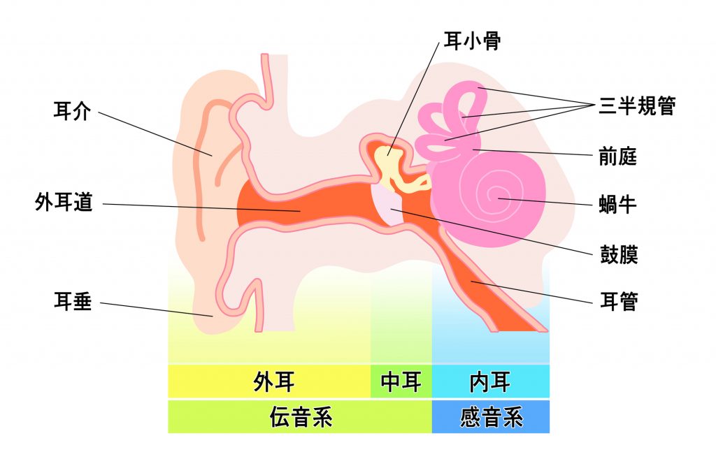 耳の仕組みの図