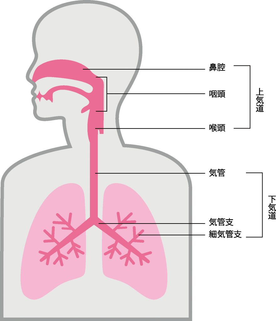 気道の構造を示す図。鼻腔やのどは上気道に含まれ、気管や気管支は下気道に含まれる。