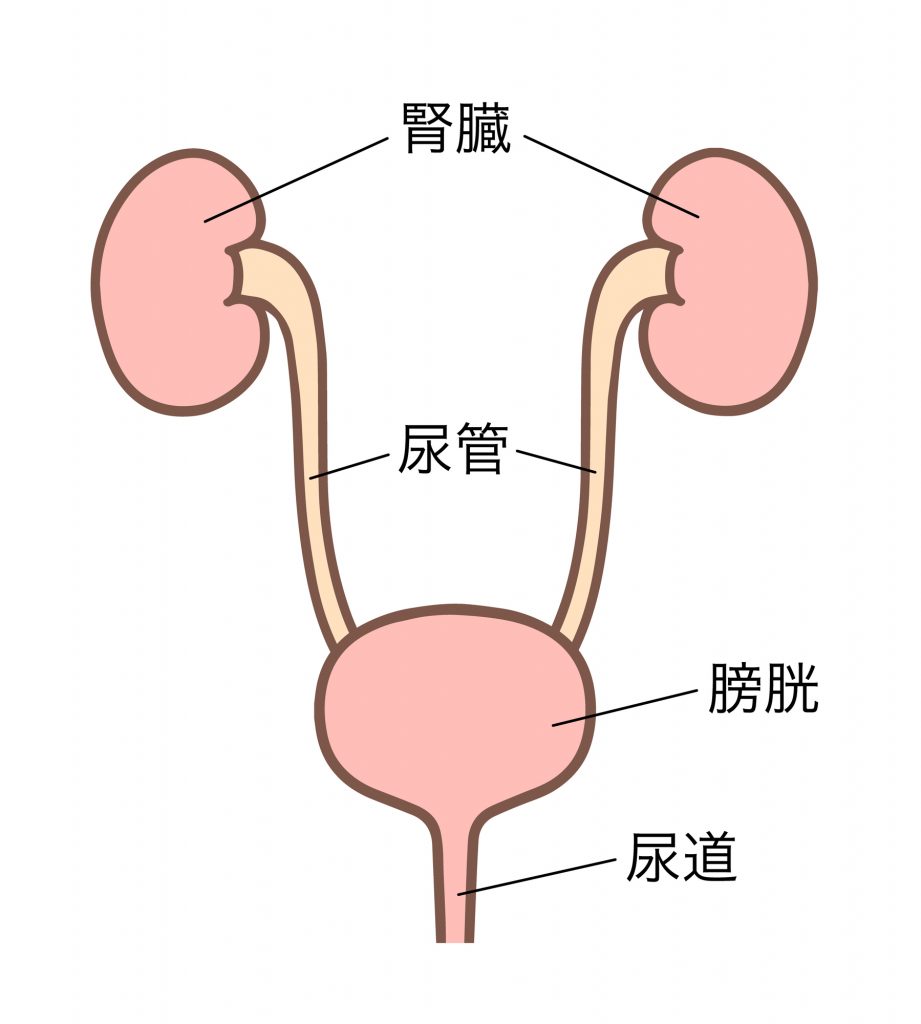 腎臓・尿管・膀胱・尿道の構造