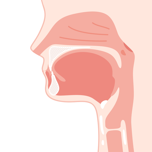 鼻とのどの構造について